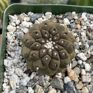 Copiapoa Hypogaea | Rare Cactus | Live Plant | Rare Plant