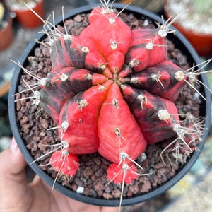 Orange/ Red Tone Gymnocalycium Mihanovichii Variegata with babies | Live Cactus