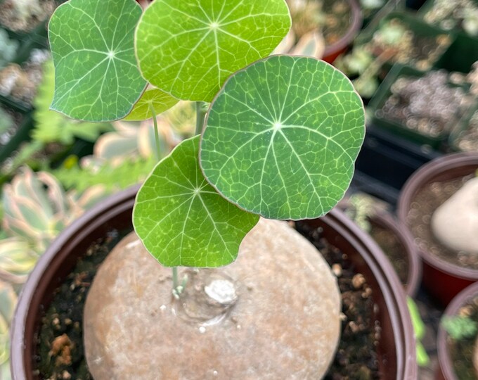 Stephania Erecta 'potato' Caudex Plant Etsy