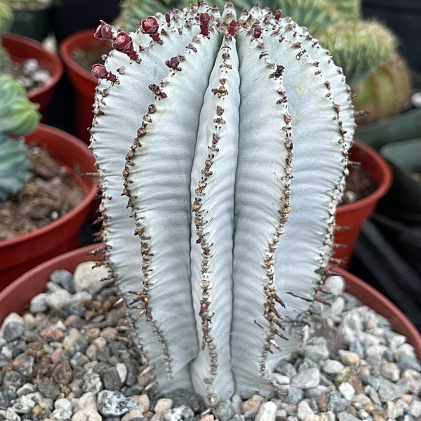 Euphorbia Polygona Snowflake | Live Euphorbia | Rare plant