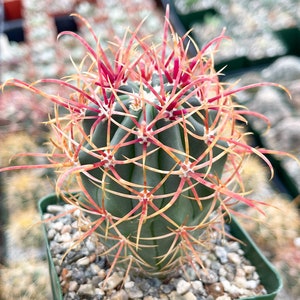 Ferocactus Tiburonensis Live Cactus Live Plant image 2