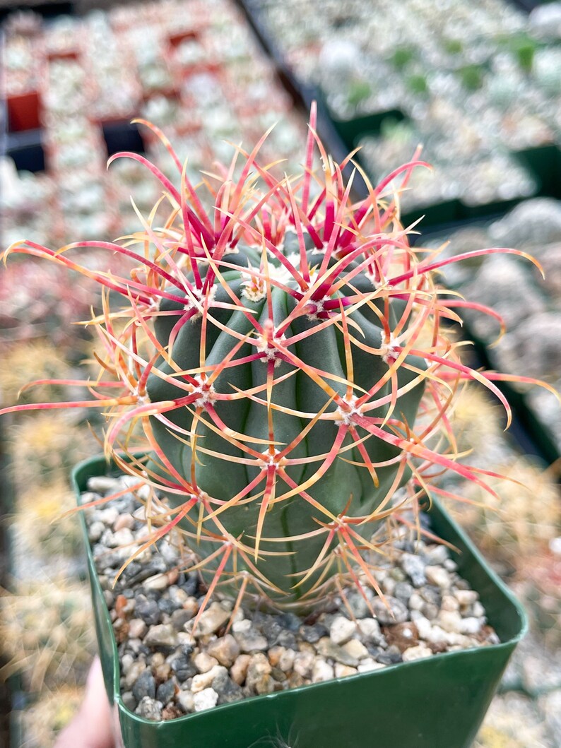 Ferocactus Tiburonensis Live Cactus Live Plant image 2