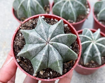 Astrophytum | Bishop Cap cactus | Live Plant | Rare Plant