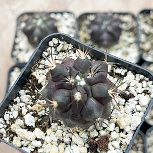 Copiapoa Echinoides Copiapoa Dura Rare Cactus Live Plant Rare Plant image 10