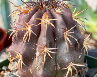Copiapoa Echinoides | Copiapoa Dura | Rare Cactus | Live Plant | Rare Plant