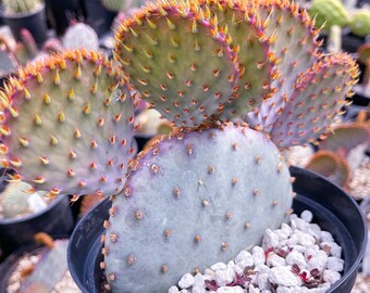 Santa Rita Pads | Prickly Pear Cactus | Cactus Plant | Cactus for sale