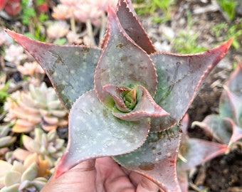 Aloe umfoloziensis | Live Aloe | Live Succulent