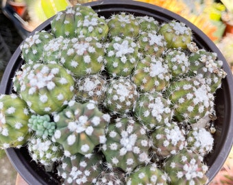 Domino Cactus with babies | Live Cactus