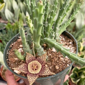 Orbea Variegata Starfish Flower Life Saver Live Plant image 9