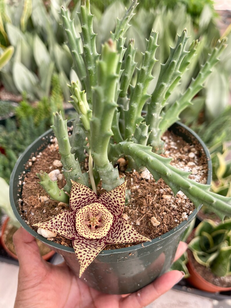 Orbea Variegata Starfish Flower Life Saver Live Plant image 9