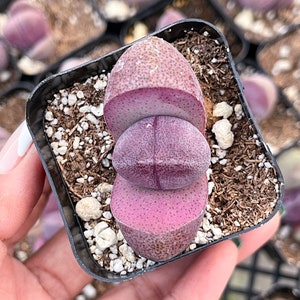 Quincaillerie royale de 2 po. | Pleisopilos nelii cv. Royal Flush, Split Rock | Pierre fendue | Plantes vivantes | Plante rare | Lithops