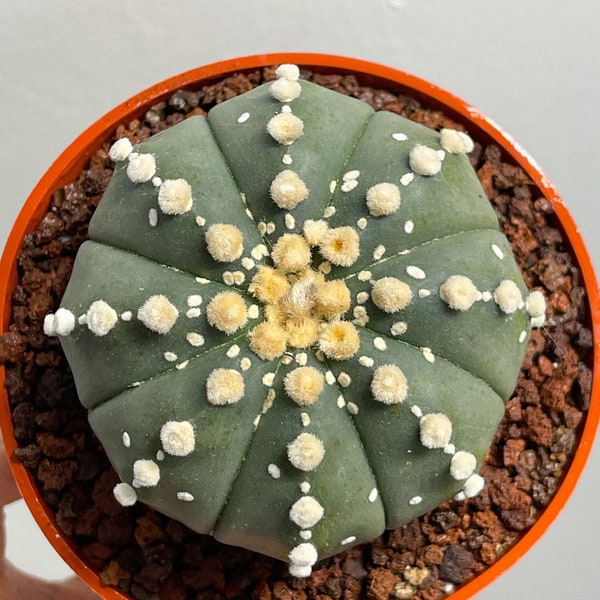 Imported Astrophytum | Live cactus | Live Plant