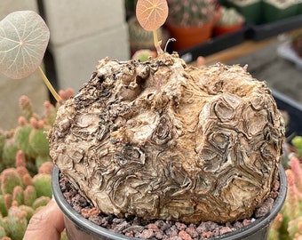 Large Stephania Suberosa | Bulb Plant | Live Plant | Rare Plant