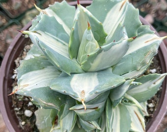 3.5” Agave Isthmensis Ohi Raigin | Rare Agave