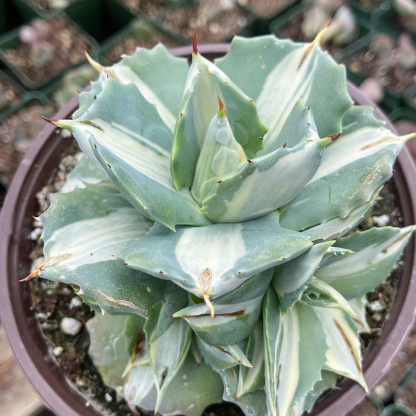 3.5” Agave Isthmensis Ohi Raigin | Rare Agave