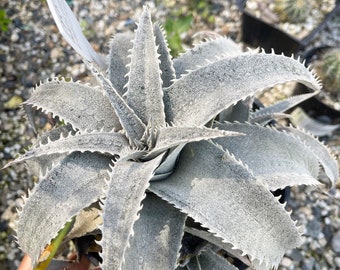 6” Double Dyckia Platyphylla | Live Plant