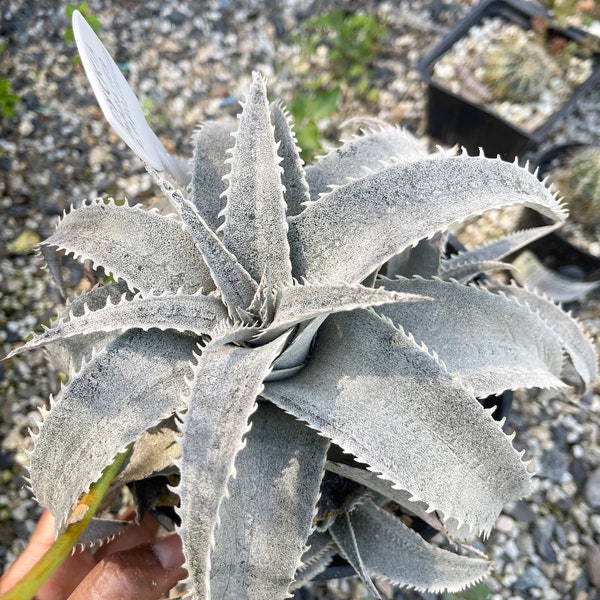 6” Double Dyckia Platyphylla | Live Plant