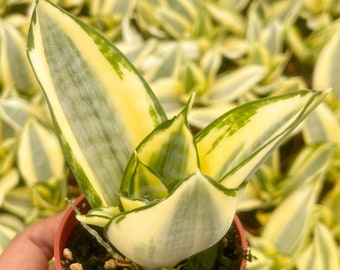 Sansevieria Golden Hahnii Snake Plant | Live Succulent