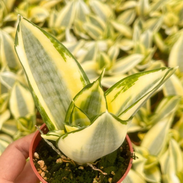 Sansevieria Golden Hahnii Snake Plant | Live Succulent