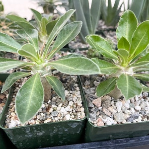 Pachypodium Saundersii Live Plant image 5