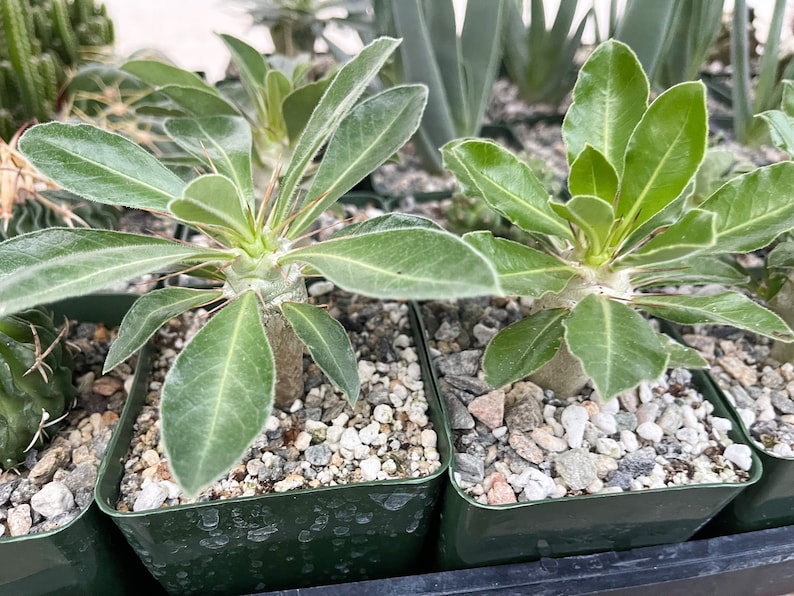 Pachypodium Saundersii Live Plant image 5