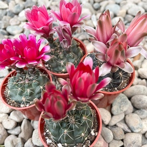 Dwarf Chin Cactus | Gymnocalycium Baldianum | Cacti Real Succulent Live Plant