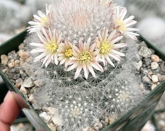 Mammillaria Schwarzii Clusters | Live Cactus