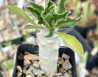 Pachypodium Saundersii | Live Plant