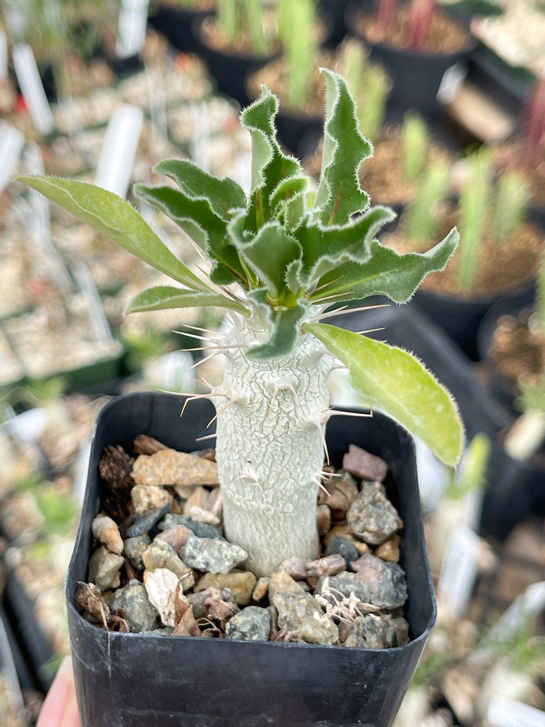 Pachypodium Saundersii Live Plant image 1