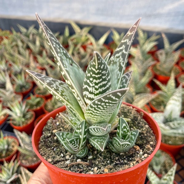 Tiger Aloe | Aloe variegata | Live Plant
