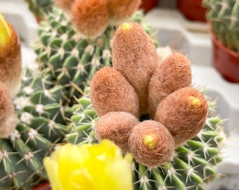 Parodia Buiningii | Live Cactus | Live Plant