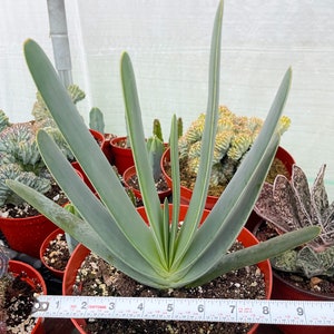 Fan Aloe | Aloe Plicatilis | Kumara plicatilis | Live Succulent