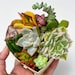 see more listings in the Succulents section