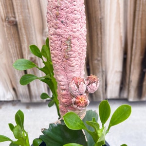 Pink Euphorbia abdelkuri | Rare Cactus