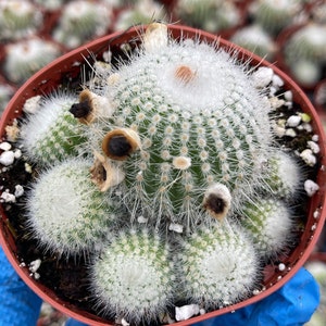 Notocactus Cluster | Live Cactus | Live Plant