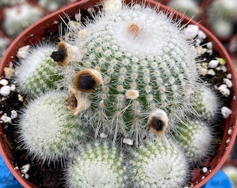 Notocactus Cluster | Live Cactus | Live Plant