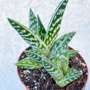 Tiger Aloe Aloe variegata Live Plant image 2