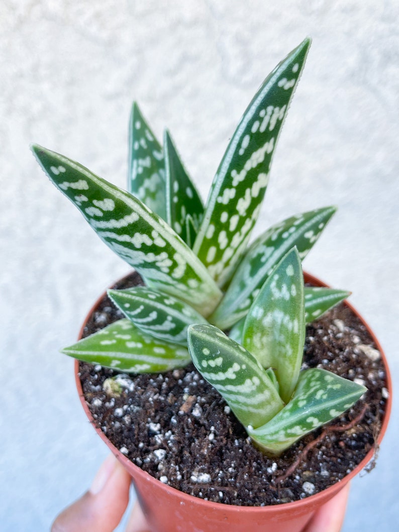 Tiger Aloe Aloe variegata Live Plant image 2