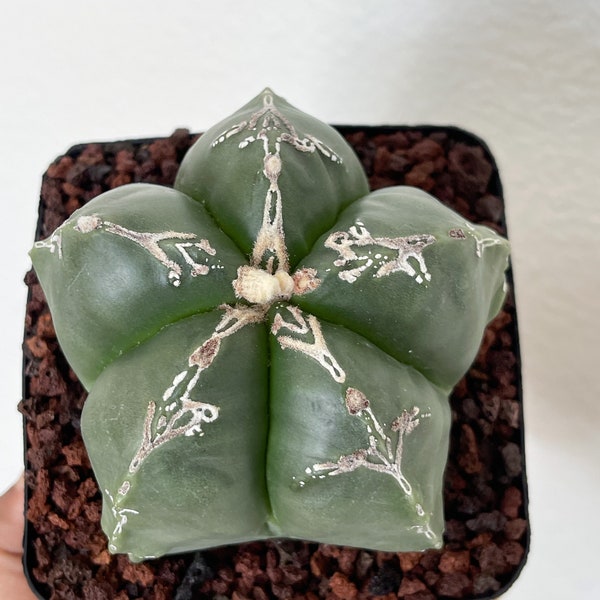 Chubby Astrophytum Nudum White Ribs | Live Cactus