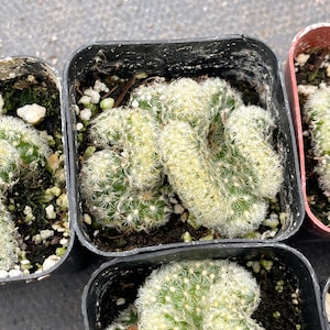 Brain Cactus | Mammillaria Cristata Brain Cactus | Crested cactus | Live Plant