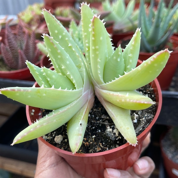 Aloe Brevifolia | The Short Leaves Aloe | Live Aloe