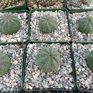 Euphorbia Obesa Baseball Cactus Live Cactus image 5