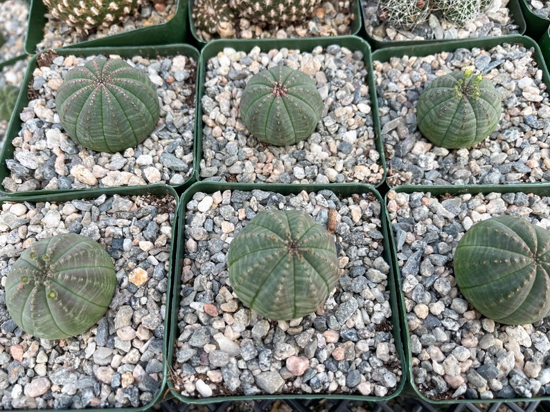 Euphorbia Obesa Baseball Cactus Live Cactus image 5