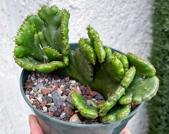 Crested Euphorbia Leucodendron | Rare Cactus