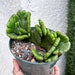 see more listings in the Euphorbia  section