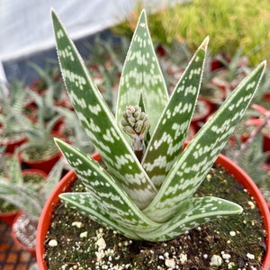 Tiger Aloe Aloe variegata Live Plant image 9