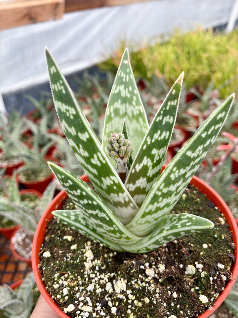 Tiger Aloe Aloe variegata Live Plant image 9