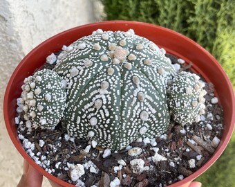 6“ Astrophytum w/ pups | Live Cactus | Live Plant