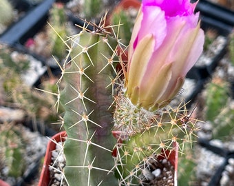 Echinocereus Pentalophus | Live Cactus Plant