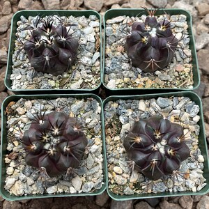 Copiapoa Echinoides Copiapoa Dura Rare Cactus Live Plant Rare Plant image 7